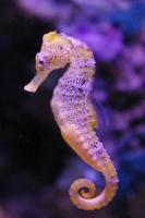 Profile image of seahorses xx