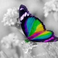 Profile image of Butterfly7644