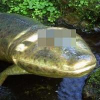 Profile image of Tiktaalik