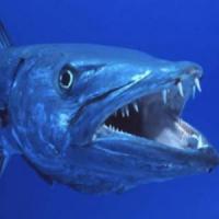 Profile image of Baracuda