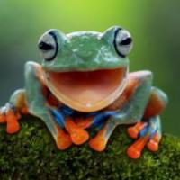 Profile image of Frog-or-Prince