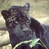 Profile image of Blackpanter Profile image of Black panter