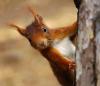 Profile image of Squirrel Nutkin