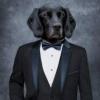 Profile image of Cultured Canine Companion Profile image of Cultured Canine Companion