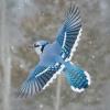 Profile image of Blue_Jay Profile image of Blue_Jay