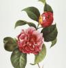 Profile image of Camellia X