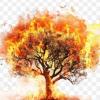Profile image of Flametree.